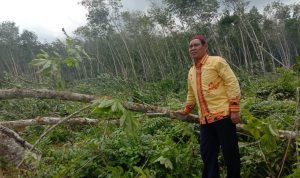 Terinspirasi ARB, Lahan Ulayat Masyarakat 5 Keturunan Bandardewa Akan Ditanami Padi Gogo Terinspirasi ARB, Lahan Ulayat Masyarakat 5 Keturunan Bandardewa Akan Ditanami Padi Gogo