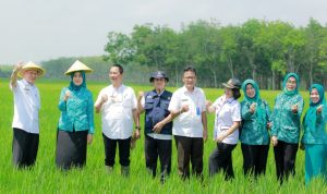 Pj Bupati Tulang Bawang Drs Qudrotul Ikhwan MM Pastikan Pertanian Padi Sawah Tuba Dalam kondisi Baik