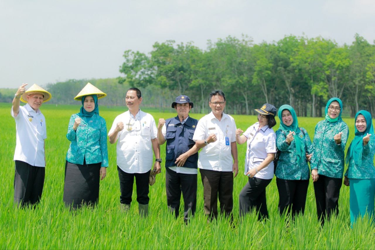 Pj Bupati Tulang Bawang Drs Qudrotul Ikhwan MM Pastikan Pertanian Padi Sawah Tuba Dalam kondisi Baik