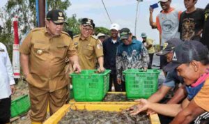Gubernur Arinal Dorong Pertambakan Udang di Lampung Bangkit dan Berjaya Kembali Gubernur Arinal Dorong Pertambakan Udang di Lampung Bangkit dan Berjaya Kembali
