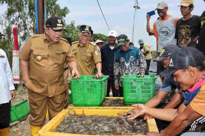 Gubernur Arinal Dorong Pertambakan Udang di Lampung Bangkit dan Berjaya Kembali