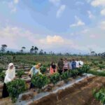 Pemerintah Provinsi Lampung mendukung petani kopi di Lampung untuk menerapkan sistem pagar. Sistem ini merupakan metode penanaman kopi yang ditanam secara berjajar dan rapat, dengan jarak tanam sekitar 1 meter antar tanaman dalam satu baris.  Hal ini disampaikan oleh Kepala Dinas Perkebunan Provinsi Lampung, Yuliastuti, saat mengunjungi UPTD Balai Benih Kebun Induk (BBKI) Hanakau di Liwa, Lampung Barat, Kamis (12/10/2023).  “Ini adalah penerapan dari program pembangunan perkebunan Provinsi Lampung yang diusung Gubernur Lampung, pak Arinal Djunaidi. Pemprov berupaya untuk meningkatkan produksi dan meningkatkan nilai tambah petani. Tujuannya tentu saja untuk meningkatkan kesejahteraan petani,” kata Yuliastuti.  Yuliastuti menjelaskan, Pemprov Lampung telah memulai mengembangkan penanaman pohon kopi dengan sistem pagar di UPTD Balai Benih Kebun Induk (BBKI) Hanakau di Liwa, Lampung Barat.  “Model sistem penanaman kopi berupa sistem pagar ini, dalam satu hektar jumlah populasi tanaman sebanyak 4.000 batang. Dengan target produksi 4 ton pertahun,” ujarnya.  Ia menjabarkan, dalam satu baris bisa menanam pohon kopi dengan selang 1 meter antar pohon. Sedangkan jarak setiap baris adalah 2,5 meter.  “Kalau kita lihat penanaman dengan sistem ini, seperti pagar yang berjajar.” ujarnya.  Yuliastuti mengatakan, Pemprov Lampung akan terus mendukung petani kopi di berbagai kabupaten untuk menerapkan sistem pagar.  “Kami akan terus memberikan pendampingan kepada petani kopi untuk menerapkan sistem pagar. Perlahan-lahan kita ubah cara pandang para petani kopi mengenai cara tanam pohon kopi yang lebih efektif dan efisien,” kata Yuliastuti.  Yuliastuti mengungkapkan, keberhasilan sistem pagar telah dibuktikan oleh seorang petani kopi bernama Supriyono dari Desa Sekincau, Kecamatan Sekincau, Kabupaten Lampung Barat.  “Ia berhasil meningkatkan produktivitas kopinya dari 500-700 kilogram perhektar pertahun menjadi 2 ton perhektar pertahun dengan menerapkan sistem pagar.” ujarnya.  “Kami berharap, penerapan sistem pagar dapat meningkatkan produktivitas kopi Lampung dan kesejahteraan petani kopi Lampung,” harapnya.  Supriyono sendiri telah menerapkan sistem pagar di kebun kopinya sejak tahun 2019. Ia mengaku berhasil meningkatkan produktivitas kopinya dengan menerapkan sistem ini.  “Saya menerapkan sistem pagar di kebun kopi arabika saya seluas seperempat hektar dan hasilnya sangat memuaskan. Dari lahan seperempat hektar ini bisa menyamai produksi kebun 1 hektar dengan sistem penanaman tradisional,” kata Supriyono.  “Saya berharap, semakin banyak petani kopi yang menerapkan sistem pagar. Dengan begitu, produksi kopi Lampung bisa meningkat dan kesejahteraan petani kopi bisa meningkat,” kata Supriyono.  Berdasarkan data Badan Pusat Statistik (BPS) Provinsi Lampung, luas areal tanam kopi pada tahun 2021 memiliki total lahan 156.396 hektare. Tiga terluas yaitu Kabupaten Lampung Barat seluas 54.101 hektare, Tanggamus 41.508 hektare, dan Lampung Utara 25.674 hektare.  Sedangkan produksi tanaman kopi robusta Lampung pada 2022 total berjumlah 118.139 ton. Tiga terbesar didukui oleh Kabupaten Lampung Barat sebesar 56.054 ton, Tanggamus 36.908 ton, dan Lampung Utara 10.120 ton.