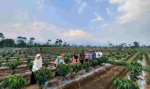 Pemerintah Provinsi Lampung mendukung petani kopi di Lampung untuk menerapkan sistem pagar. Sistem ini merupakan metode penanaman kopi yang ditanam secara berjajar dan rapat, dengan jarak tanam sekitar 1 meter antar tanaman dalam satu baris.  Hal ini disampaikan oleh Kepala Dinas Perkebunan Provinsi Lampung, Yuliastuti, saat mengunjungi UPTD Balai Benih Kebun Induk (BBKI) Hanakau di Liwa, Lampung Barat, Kamis (12/10/2023).  “Ini adalah penerapan dari program pembangunan perkebunan Provinsi Lampung yang diusung Gubernur Lampung, pak Arinal Djunaidi. Pemprov berupaya untuk meningkatkan produksi dan meningkatkan nilai tambah petani. Tujuannya tentu saja untuk meningkatkan kesejahteraan petani,” kata Yuliastuti.  Yuliastuti menjelaskan, Pemprov Lampung telah memulai mengembangkan penanaman pohon kopi dengan sistem pagar di UPTD Balai Benih Kebun Induk (BBKI) Hanakau di Liwa, Lampung Barat.  “Model sistem penanaman kopi berupa sistem pagar ini, dalam satu hektar jumlah populasi tanaman sebanyak 4.000 batang. Dengan target produksi 4 ton pertahun,” ujarnya.  Ia menjabarkan, dalam satu baris bisa menanam pohon kopi dengan selang 1 meter antar pohon. Sedangkan jarak setiap baris adalah 2,5 meter.  “Kalau kita lihat penanaman dengan sistem ini, seperti pagar yang berjajar.” ujarnya.  Yuliastuti mengatakan, Pemprov Lampung akan terus mendukung petani kopi di berbagai kabupaten untuk menerapkan sistem pagar.  “Kami akan terus memberikan pendampingan kepada petani kopi untuk menerapkan sistem pagar. Perlahan-lahan kita ubah cara pandang para petani kopi mengenai cara tanam pohon kopi yang lebih efektif dan efisien,” kata Yuliastuti.  Yuliastuti mengungkapkan, keberhasilan sistem pagar telah dibuktikan oleh seorang petani kopi bernama Supriyono dari Desa Sekincau, Kecamatan Sekincau, Kabupaten Lampung Barat.  “Ia berhasil meningkatkan produktivitas kopinya dari 500-700 kilogram perhektar pertahun menjadi 2 ton perhektar pertahun dengan menerapkan sistem pagar.” ujarnya.  “Kami berharap, penerapan sistem pagar dapat meningkatkan produktivitas kopi Lampung dan kesejahteraan petani kopi Lampung,” harapnya.  Supriyono sendiri telah menerapkan sistem pagar di kebun kopinya sejak tahun 2019. Ia mengaku berhasil meningkatkan produktivitas kopinya dengan menerapkan sistem ini.  “Saya menerapkan sistem pagar di kebun kopi arabika saya seluas seperempat hektar dan hasilnya sangat memuaskan. Dari lahan seperempat hektar ini bisa menyamai produksi kebun 1 hektar dengan sistem penanaman tradisional,” kata Supriyono.  “Saya berharap, semakin banyak petani kopi yang menerapkan sistem pagar. Dengan begitu, produksi kopi Lampung bisa meningkat dan kesejahteraan petani kopi bisa meningkat,” kata Supriyono.  Berdasarkan data Badan Pusat Statistik (BPS) Provinsi Lampung, luas areal tanam kopi pada tahun 2021 memiliki total lahan 156.396 hektare. Tiga terluas yaitu Kabupaten Lampung Barat seluas 54.101 hektare, Tanggamus 41.508 hektare, dan Lampung Utara 25.674 hektare.  Sedangkan produksi tanaman kopi robusta Lampung pada 2022 total berjumlah 118.139 ton. Tiga terbesar didukui oleh Kabupaten Lampung Barat sebesar 56.054 ton, Tanggamus 36.908 ton, dan Lampung Utara 10.120 ton.