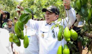 Gubernur Arinal Panen Alpukat Siger, Hasil Program Rehabilitasi Hutan dan Lahan