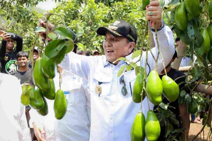 Gubernur Arinal Panen Alpukat Siger, Hasil Program Rehabilitasi Hutan dan Lahan