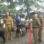 Sekda Lamteng Drs Kusuma Riyadi MM,lakukan Peninjauan Langsung Pasar Kambing Adi Jaya