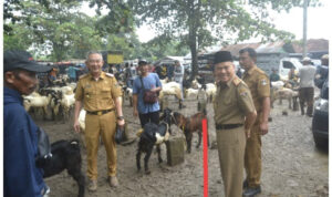 Sekda Lamteng Drs Kusuma Riyadi MM,lakukan Peninjauan Langsung Pasar Kambing Adi Jaya Sekda Lamteng Drs Kusuma Riyadi MM,lakukan Peninjauan Langsung Pasar Kambing Adi Jaya