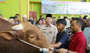Gubernur Mirza Serahkan Sapi Kurban dari Presiden Prabowo Subianto Jenis Simmental dengan Berat Mencapai 1.058 Kg