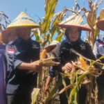 DPD Partai Nasdem Lamteng Sukses Lakukan Panen Raya Jagung Bersama Petani Nasdem DPD Partai Nasdem Lamteng Sukses Lakukan Panen Raya Jagung Bersama Petani Nasdem