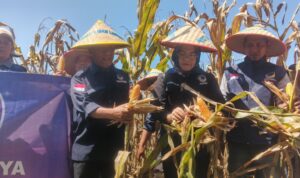 DPD Partai Nasdem Lamteng Sukses Lakukan Panen Raya Jagung Bersama Petani Nasdem