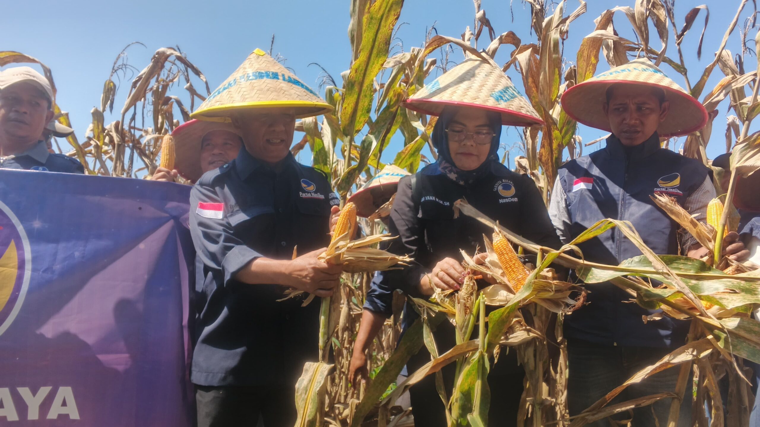 DPD Partai Nasdem Lamteng Sukses Lakukan Panen Raya Jagung Bersama Petani Nasdem